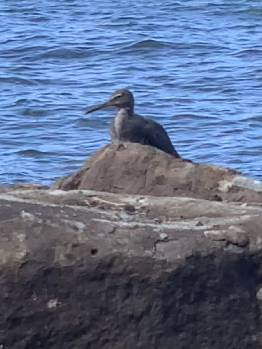 Wandering Tattler - ML603602991