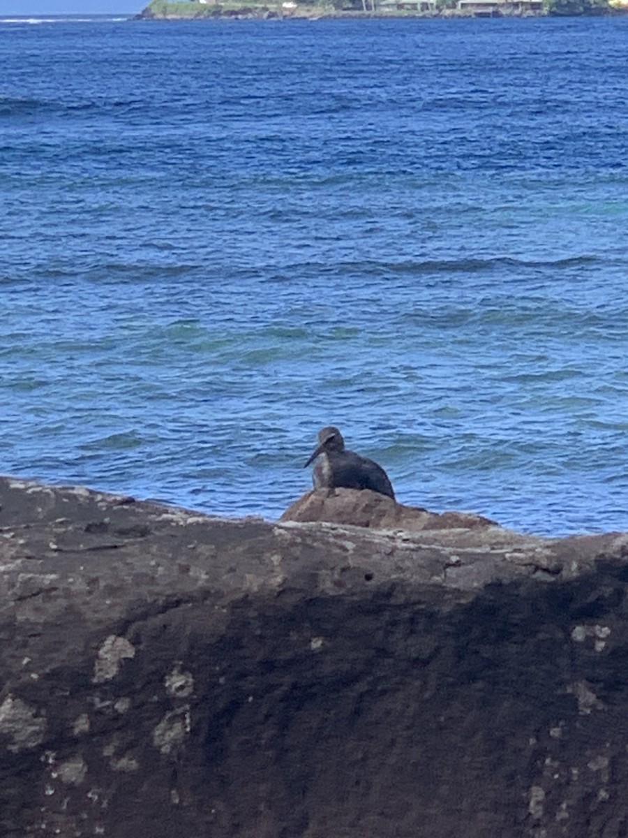 Wandering Tattler - ML603603001