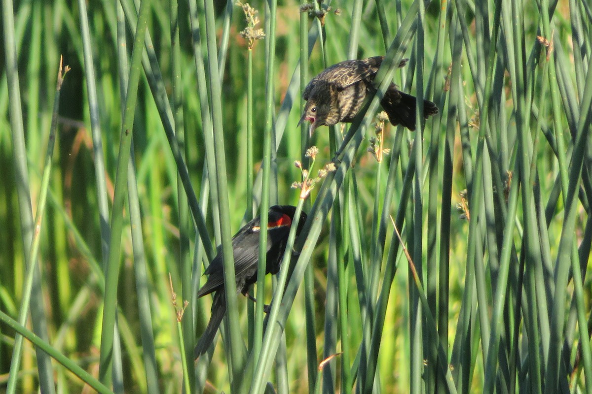 Red-winged Blackbird - ML603603371