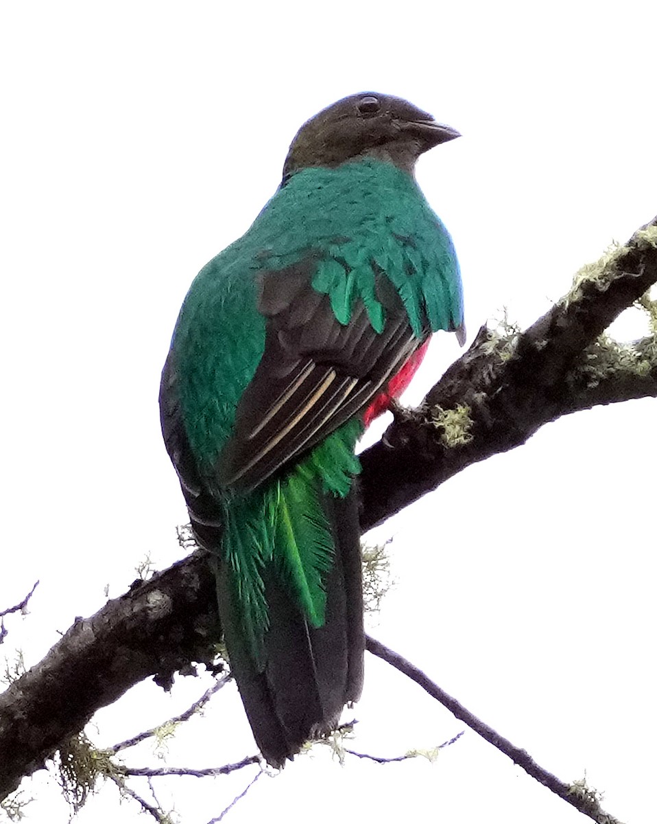 Quetzal Cabecidorado - ML603603401