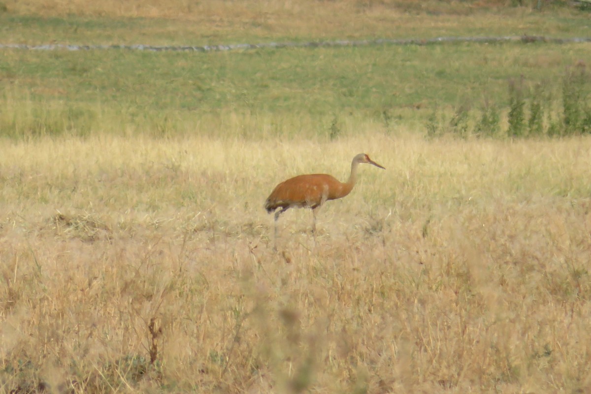 Sandhill Crane - ML603603641