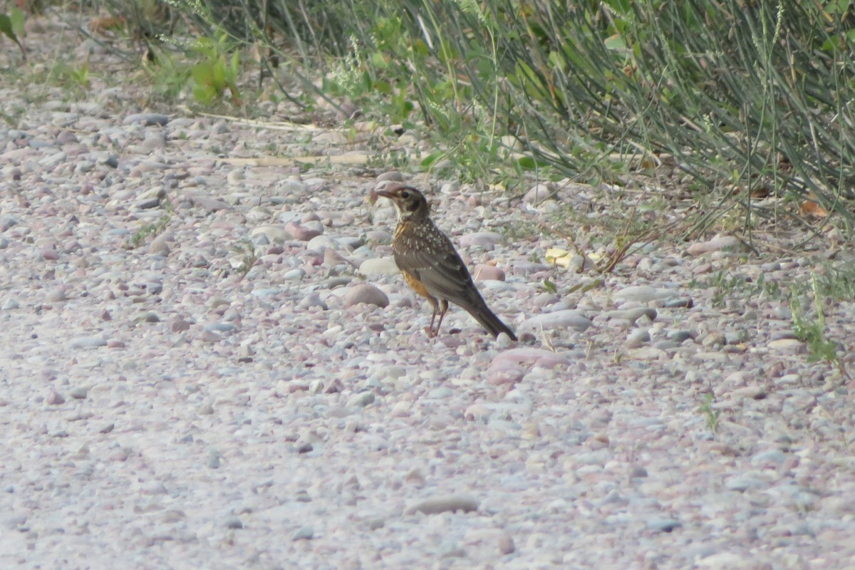 American Robin - ML603603661