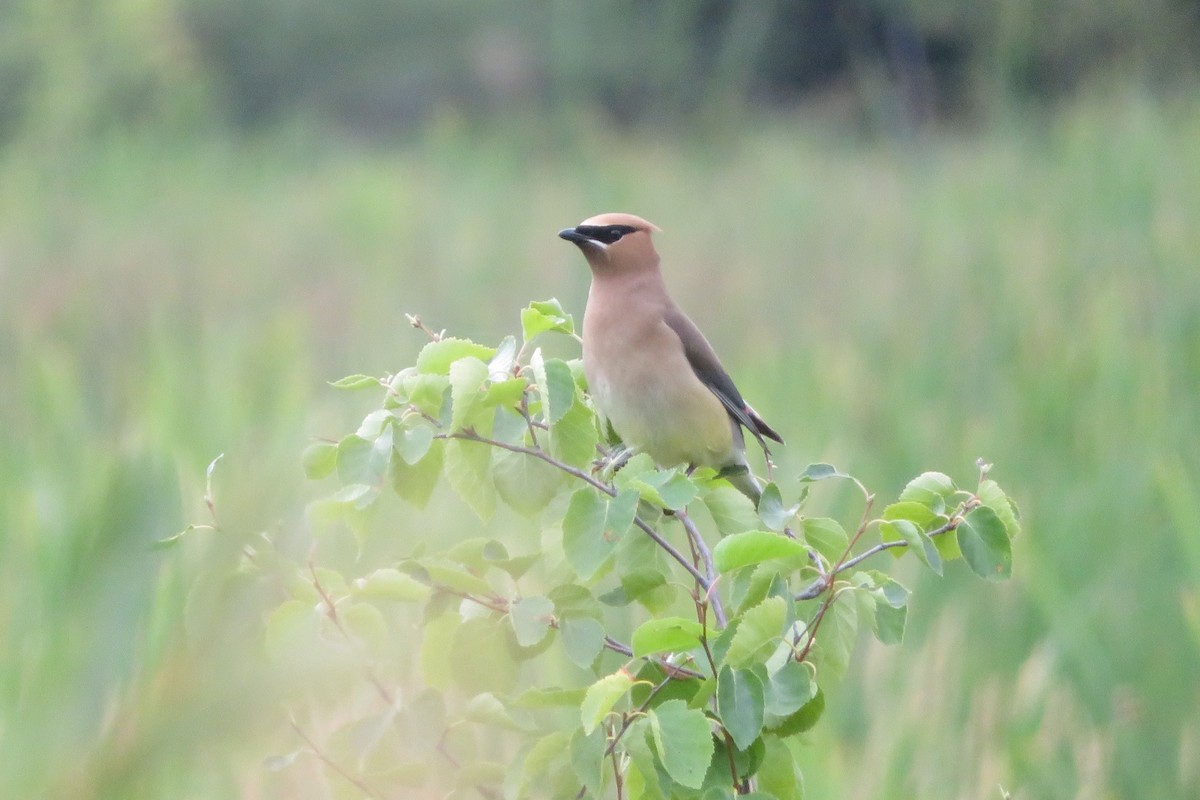 Cedar Waxwing - ML603603691