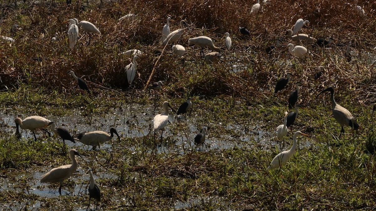 Ibis à cou noir - ML603603741