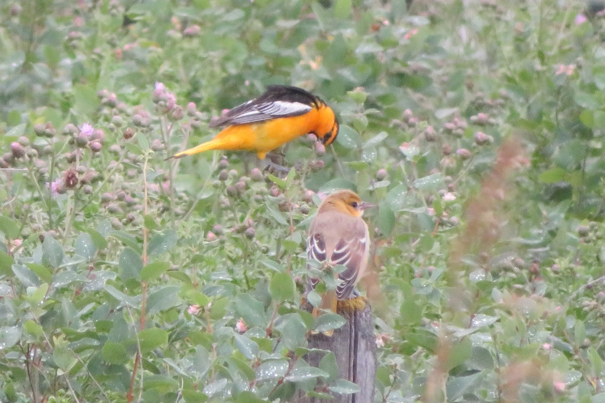 Bullock's Oriole - ML603603831