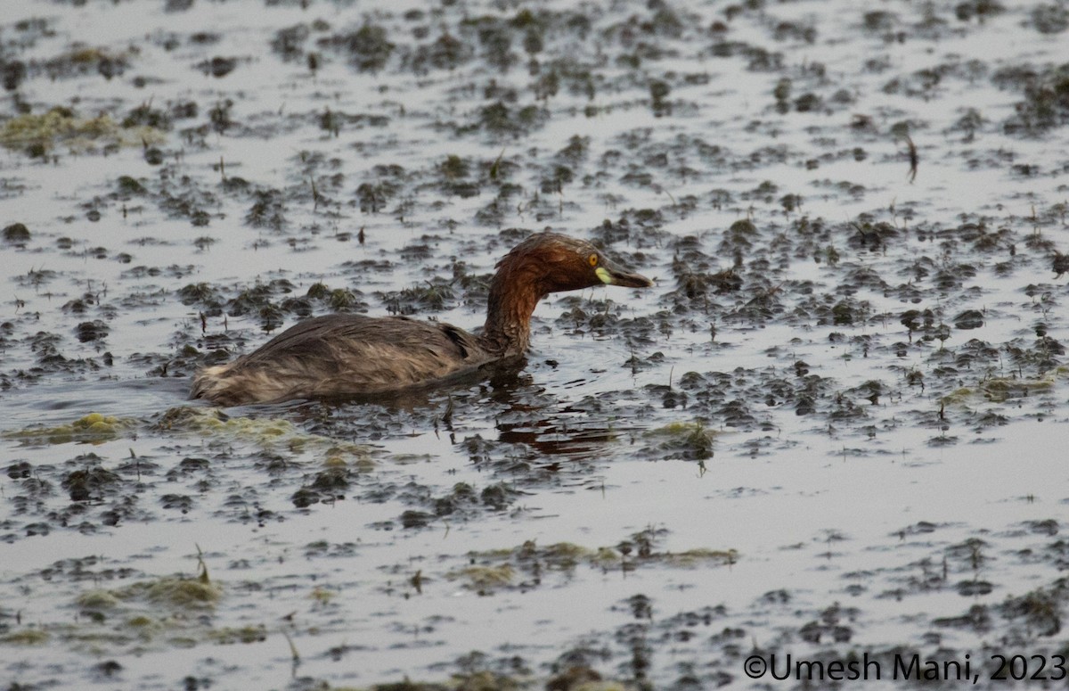 Little Grebe - ML603604641