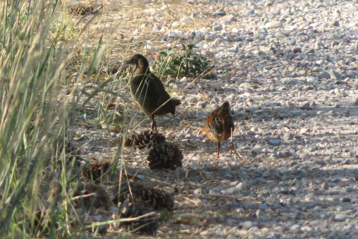 Virginia Rail - ML603604681