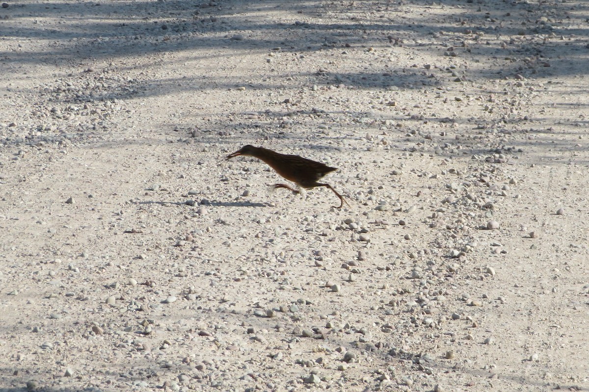 Virginia Rail - ML603604691