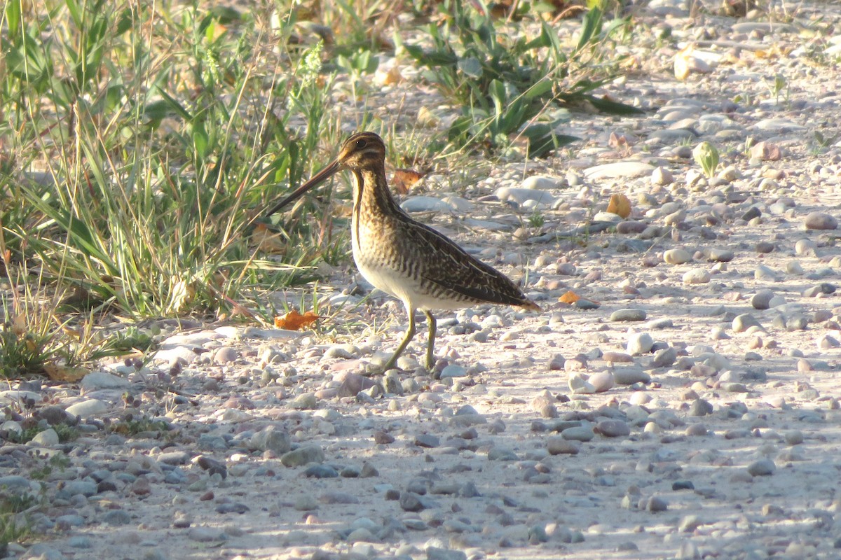 Wilson's Snipe - ML603604831