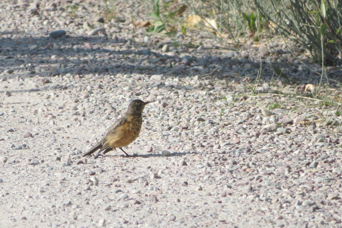 American Robin - ML603604891