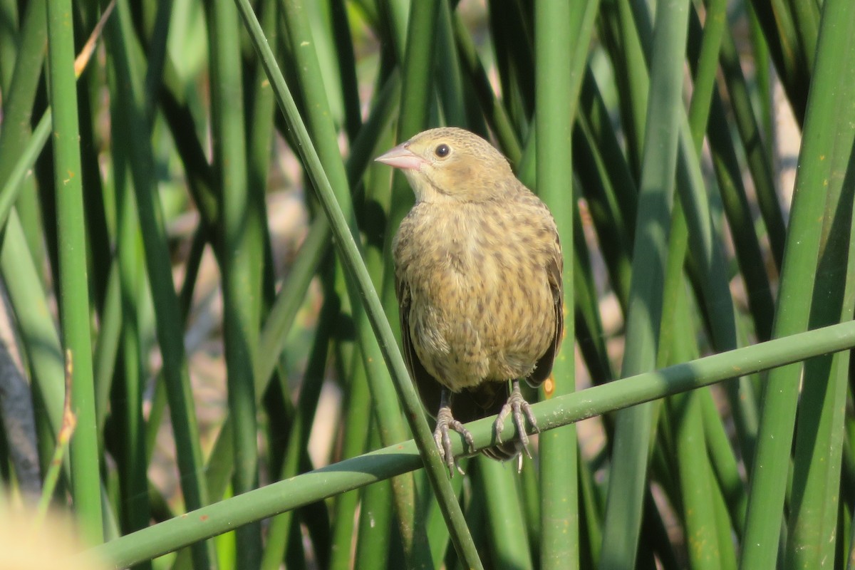 Brown-headed Cowbird - ML603604931