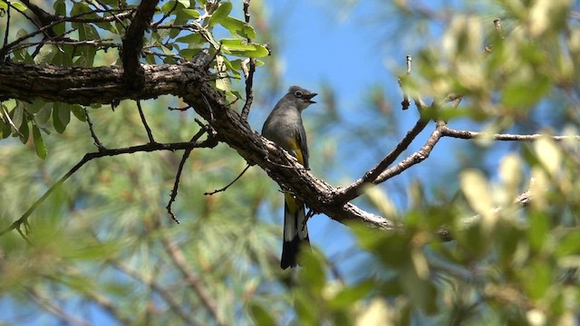 Gray Silky-flycatcher - ML603605161