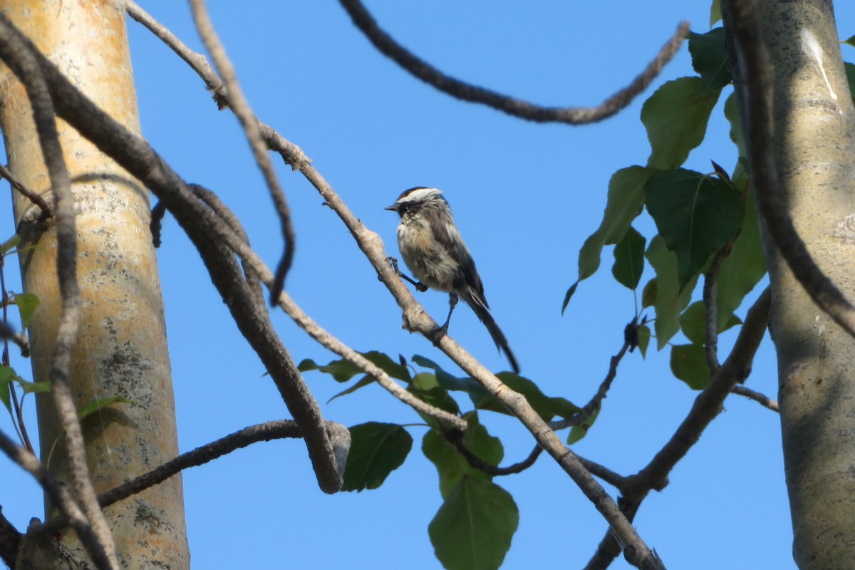 Black-capped Chickadee - ML603605181