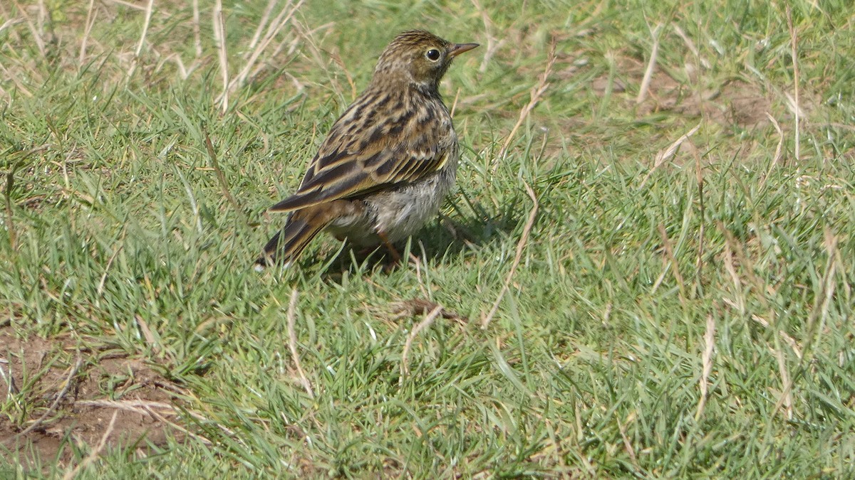 Meadow Pipit - ML603605331