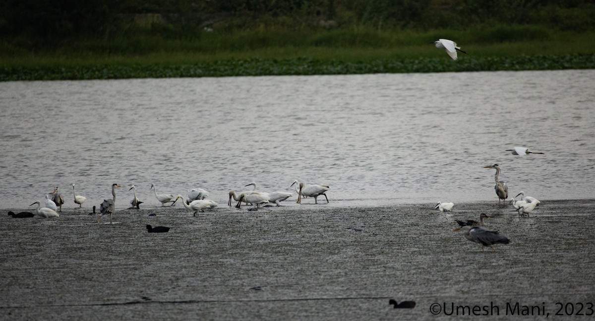 Gray Heron - Umesh Mani