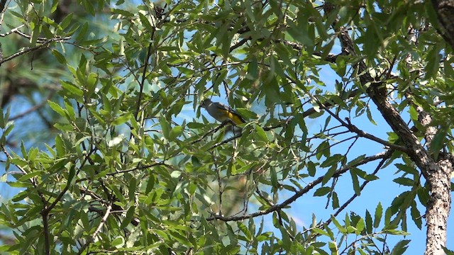 Gray Silky-flycatcher - ML603605411