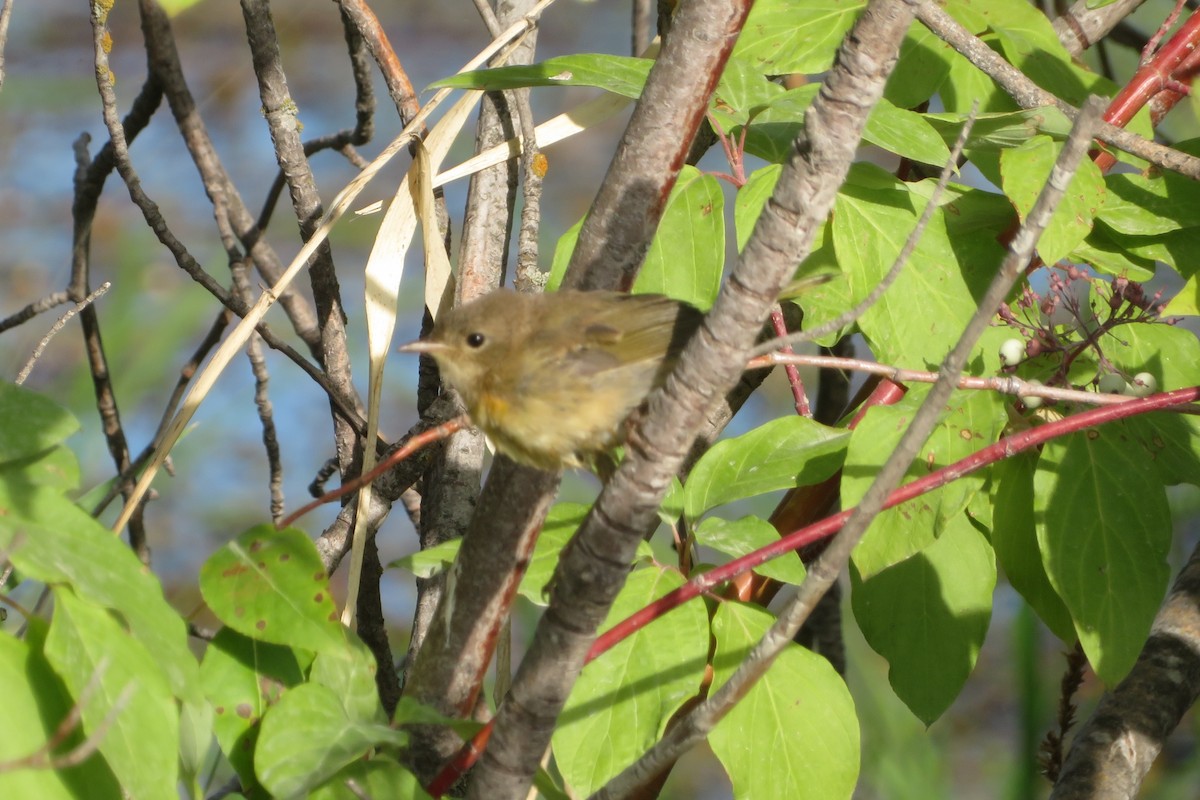 Common Yellowthroat - ML603605791