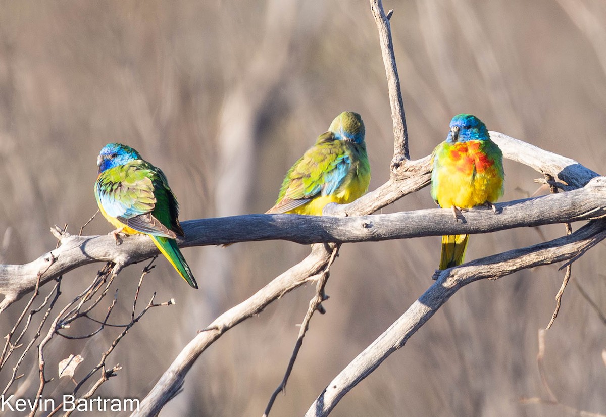 Scarlet-chested Parrot - ML603605841