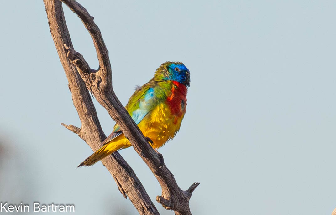 Scarlet-chested Parrot - ML603605861