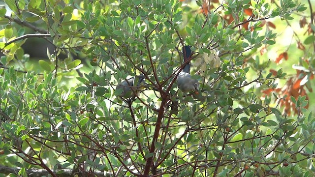 Gray Silky-flycatcher - ML603605991