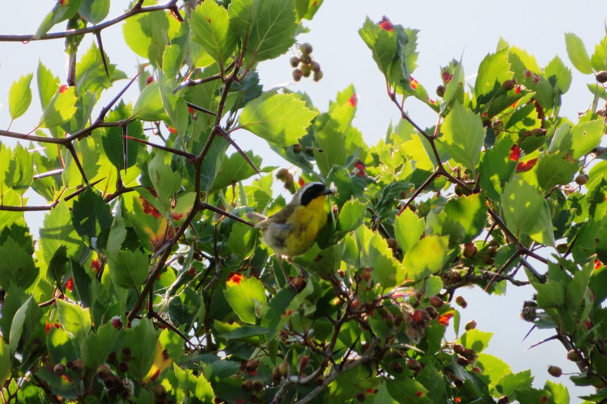 Common Yellowthroat - ML603606051