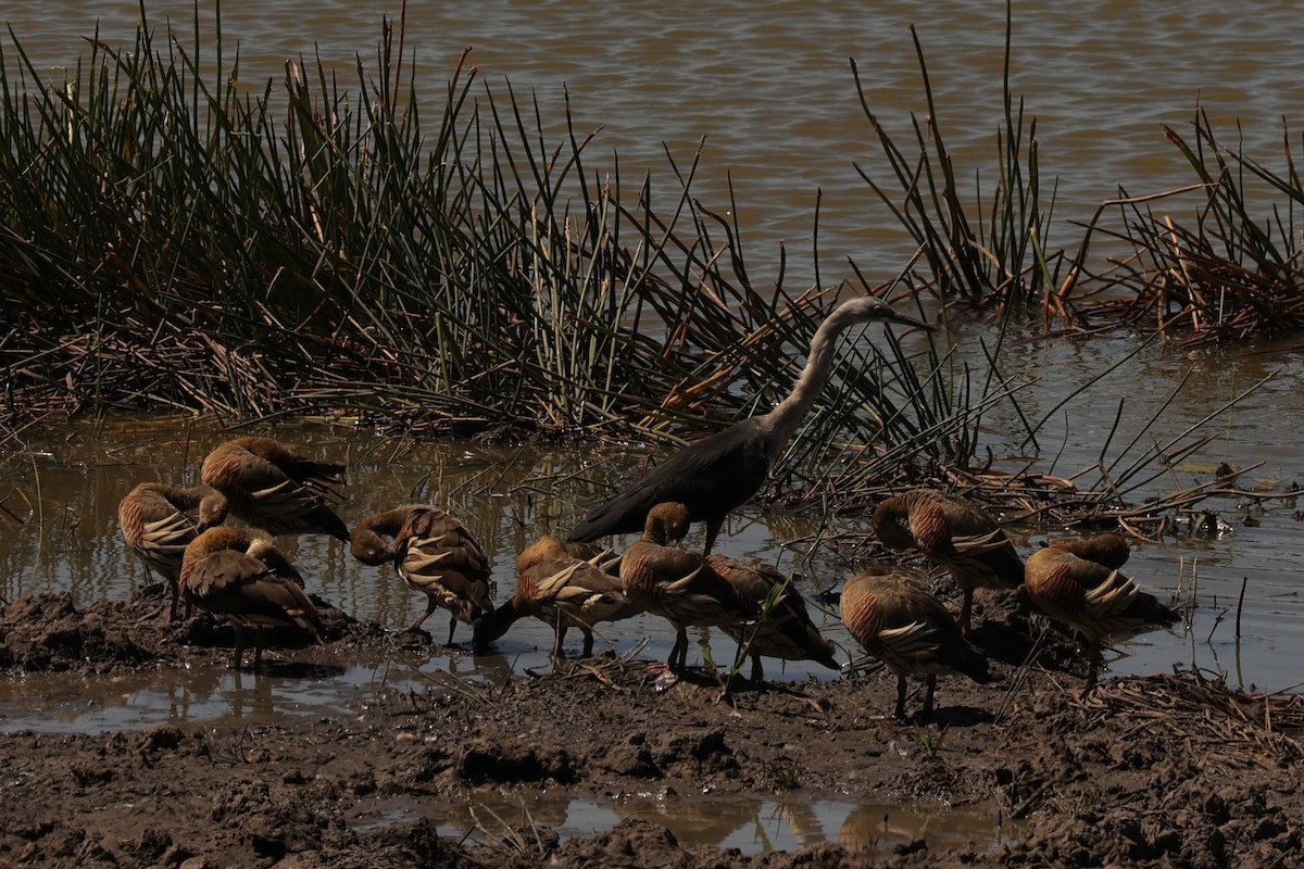 Garza Cuelliblanca - ML603606101