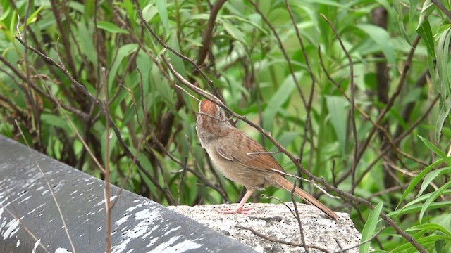 Rusty Sparrow - ML603606341