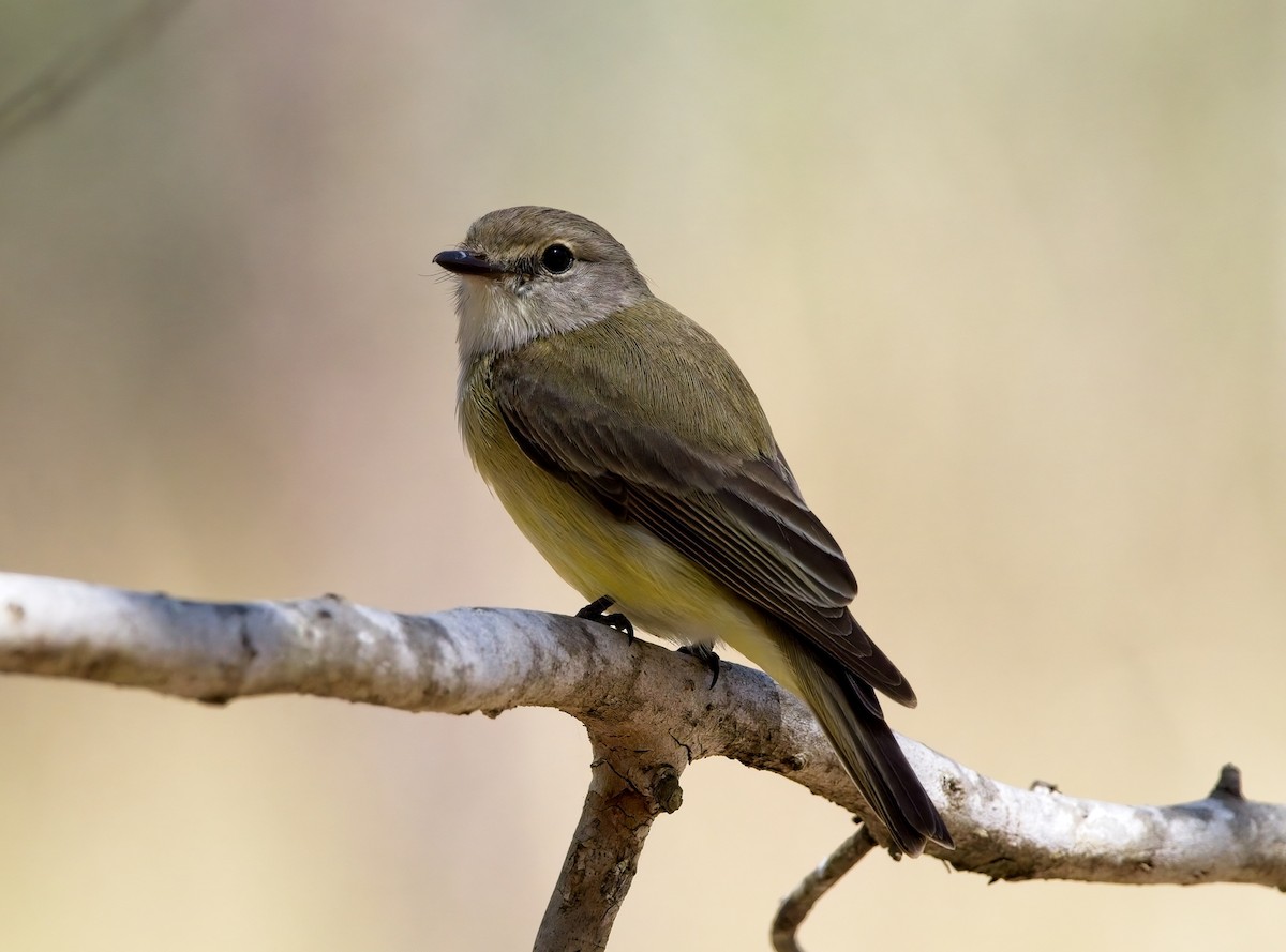 Lemon-bellied Flyrobin - ML603606451