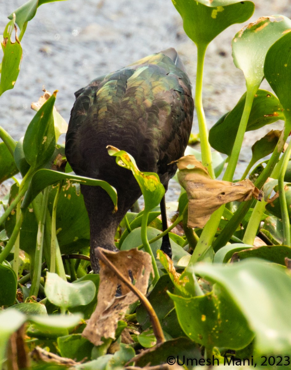 Glossy Ibis - ML603607451