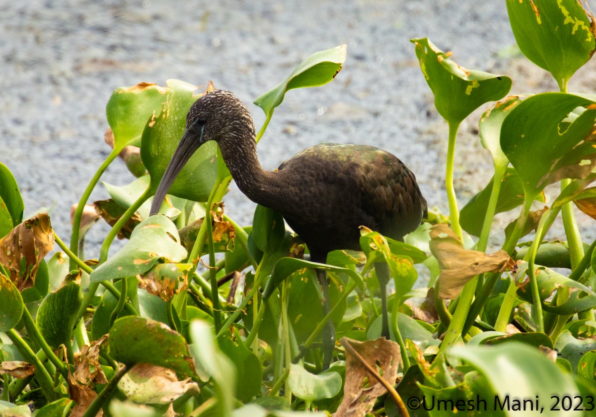 Glossy Ibis - ML603607461