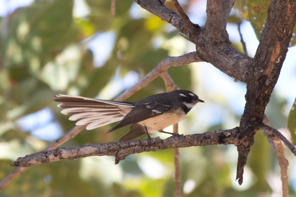 ハイイロオウギビタキ（albicauda） - ML603609081