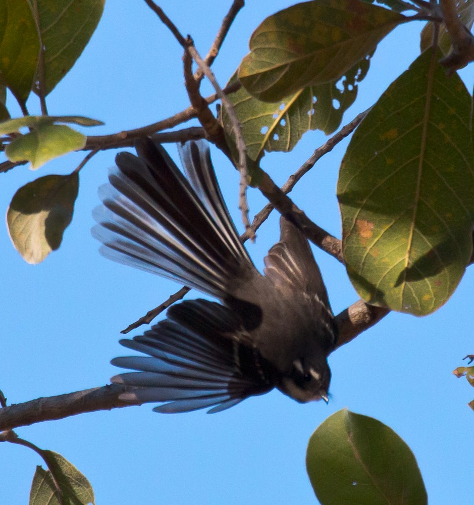 ハイイロオウギビタキ（albicauda） - ML603609121