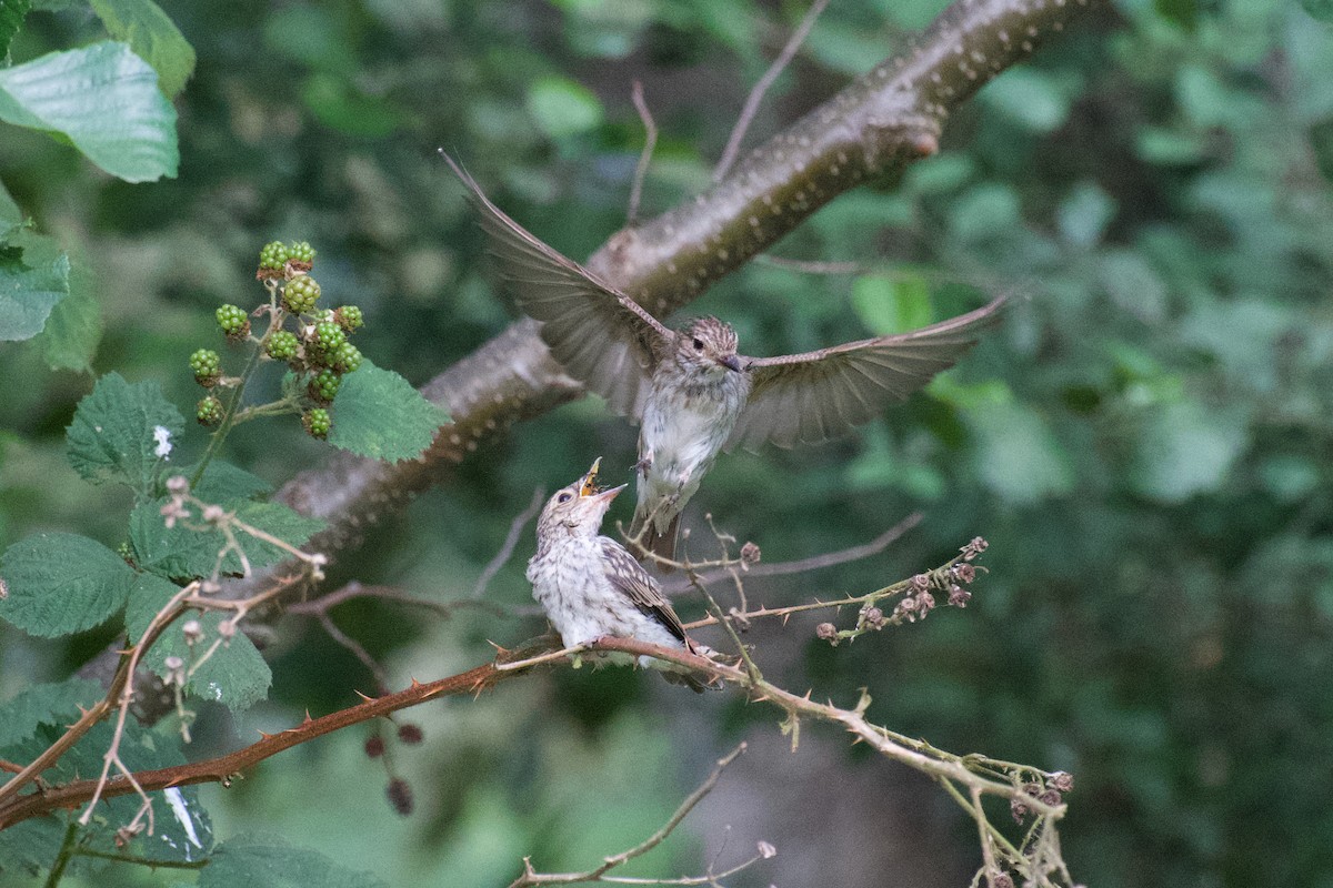 Spotted Flycatcher - Alfred & Hidi Lau