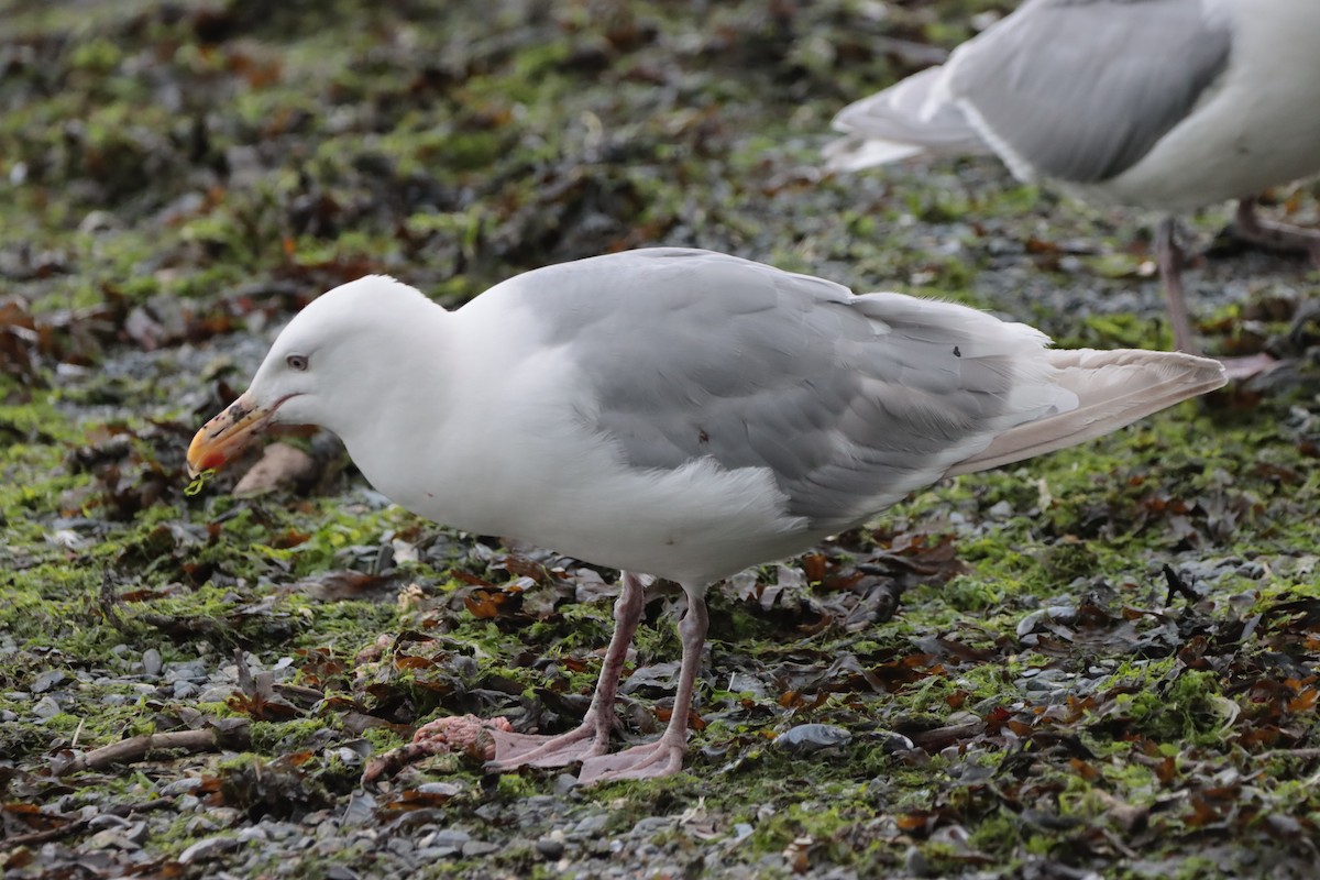 Herring/Glaucous-winged Gull - ML603609951