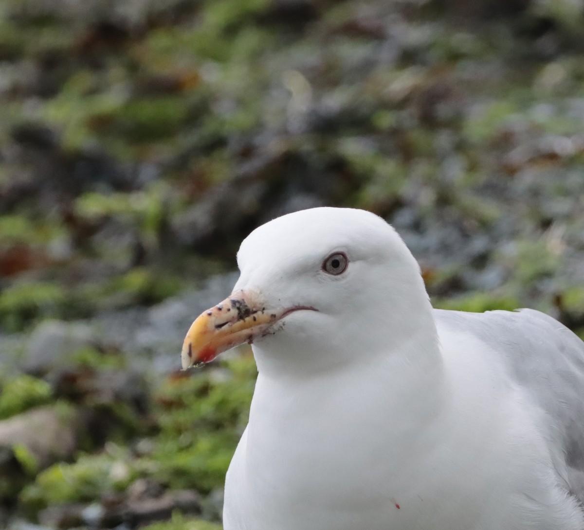 Herring/Glaucous-winged Gull - Brandy Johnson