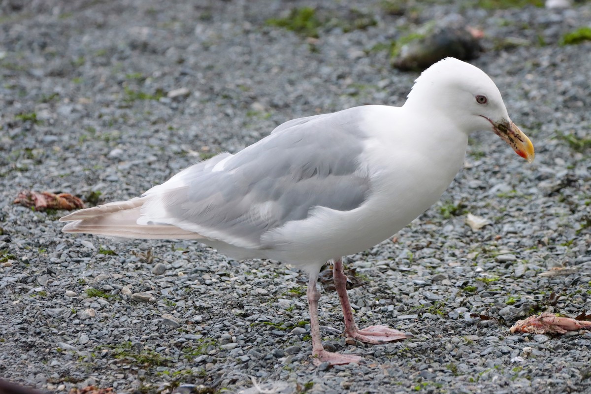 Goéland argenté ou G. à ailes grises - ML603609991