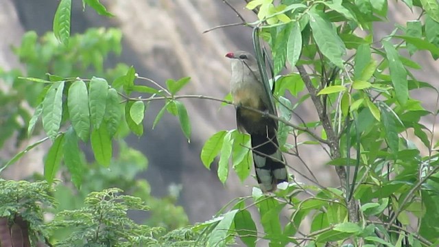 Sirkeer Malkoha - ML603610061