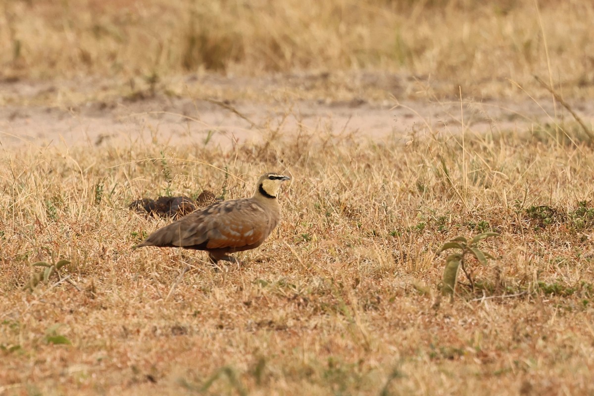 Yellow-throated Sandgrouse - ML603611021