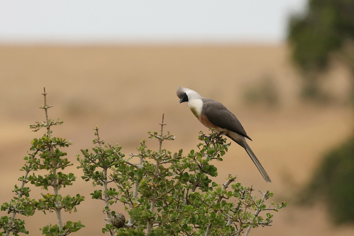 Bare-faced Go-away-bird - ML603611081