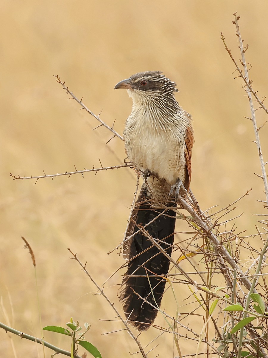 White-browed Coucal - ML603611091