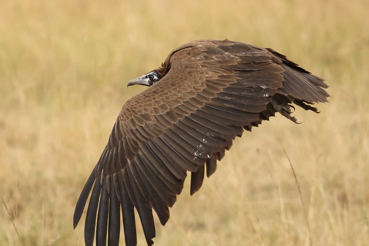 Hooded Vulture - ML603611381