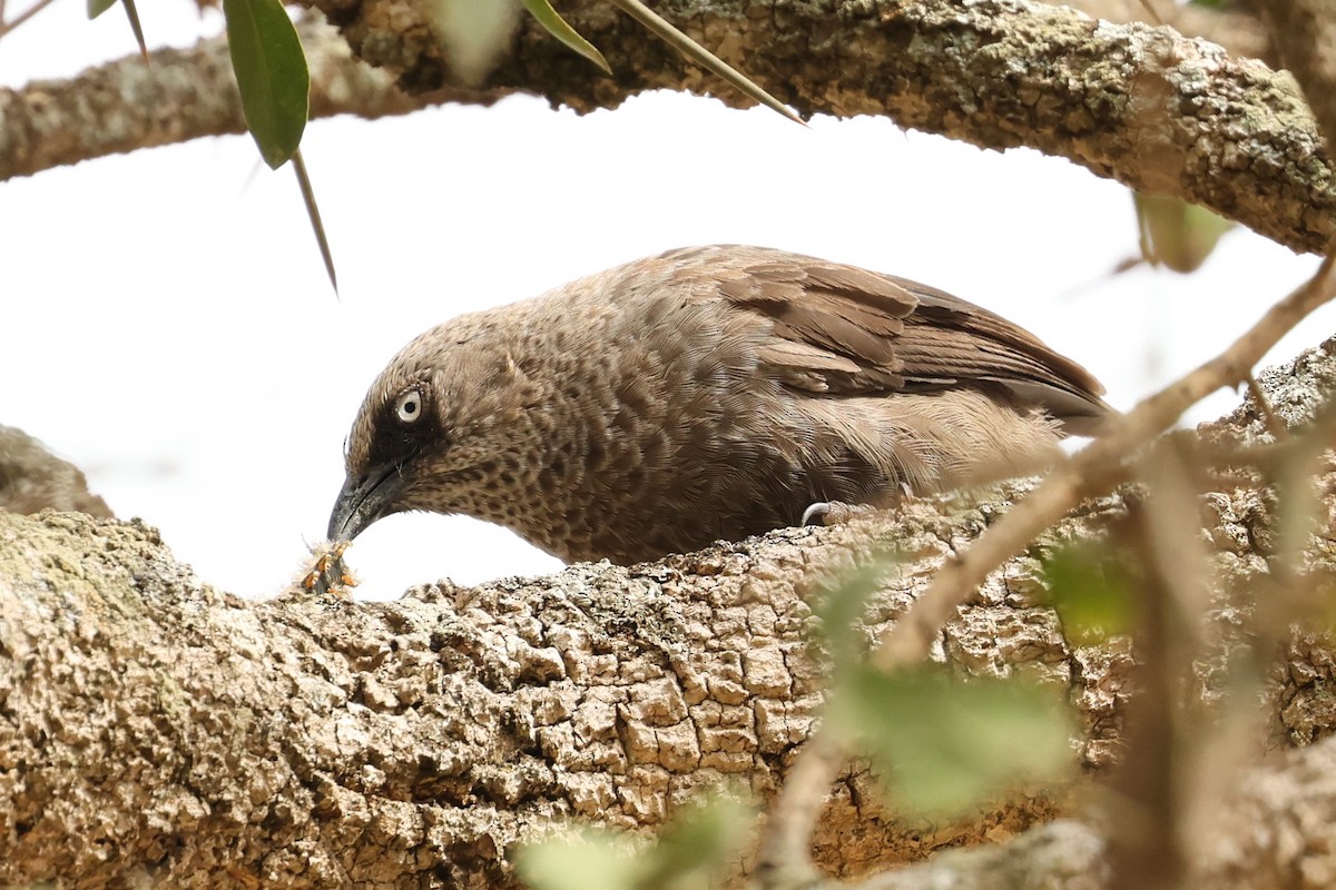 Black-lored Babbler (Sharpe's) - ML603612301