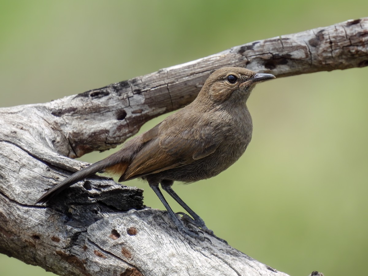 Indian Robin - Ramesh Desai