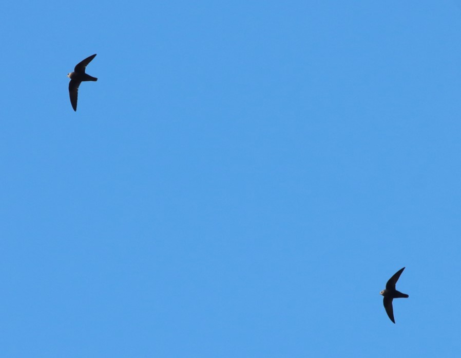 Great Dusky Swift - ML603613241