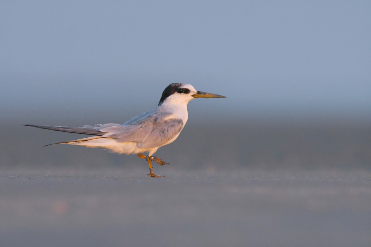 Little Tern - ML603614001