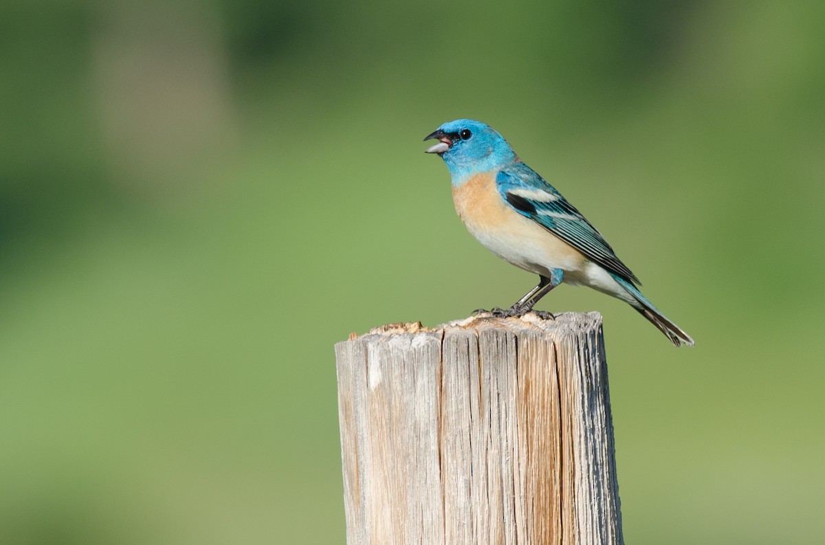 Lazuli Bunting - Alix d'Entremont