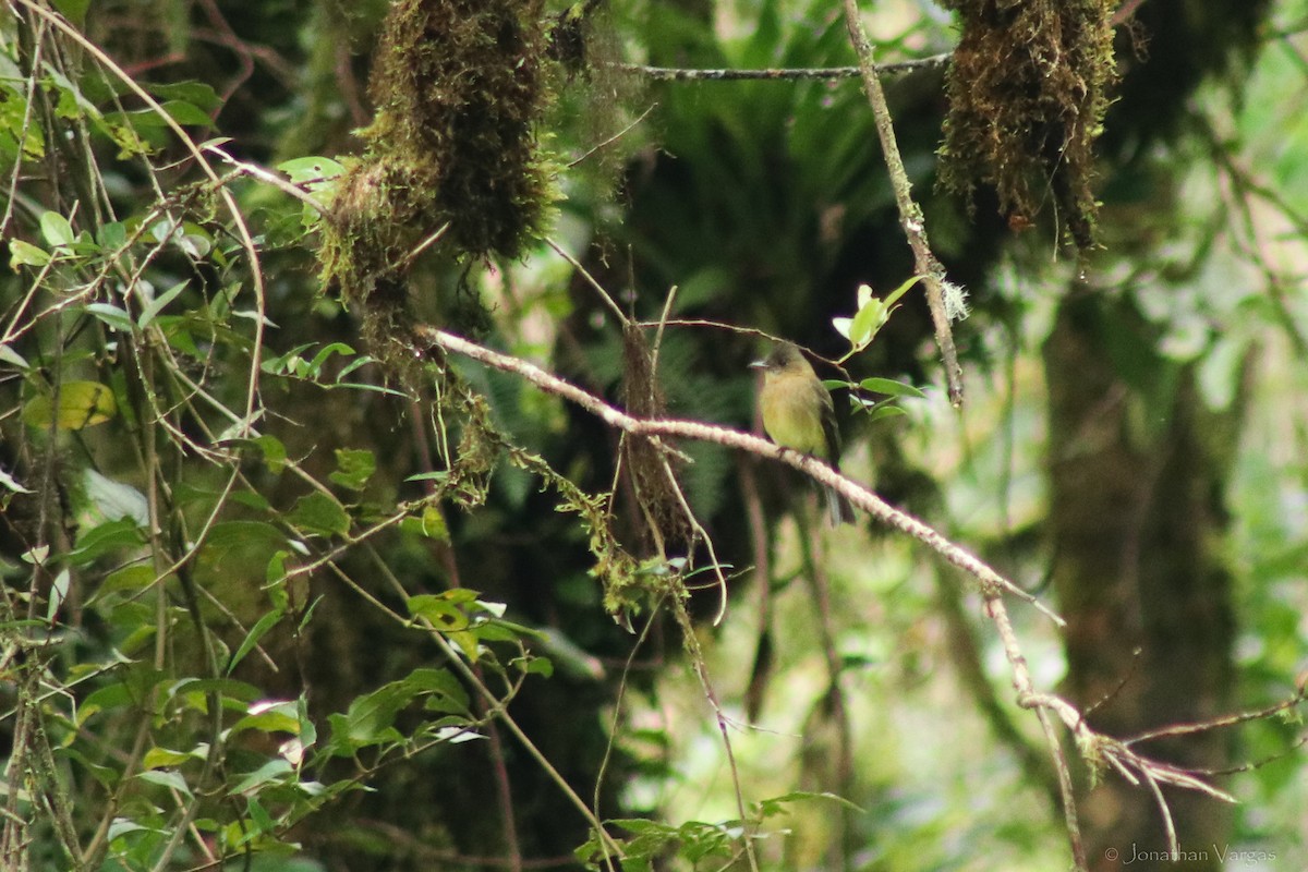 Ochraceous Pewee - ML603614821