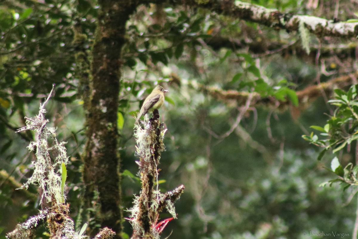 Ochraceous Pewee - ML603614831