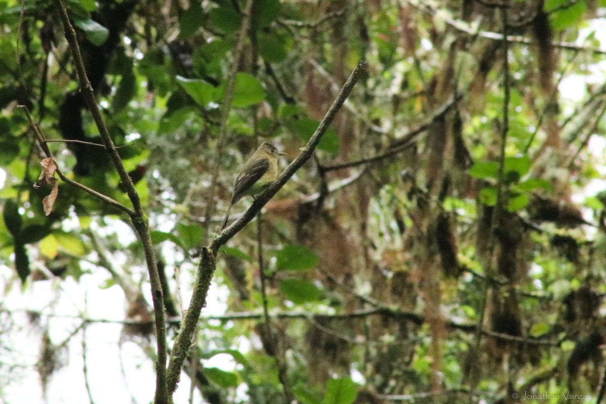 Ochraceous Pewee - ML603614841