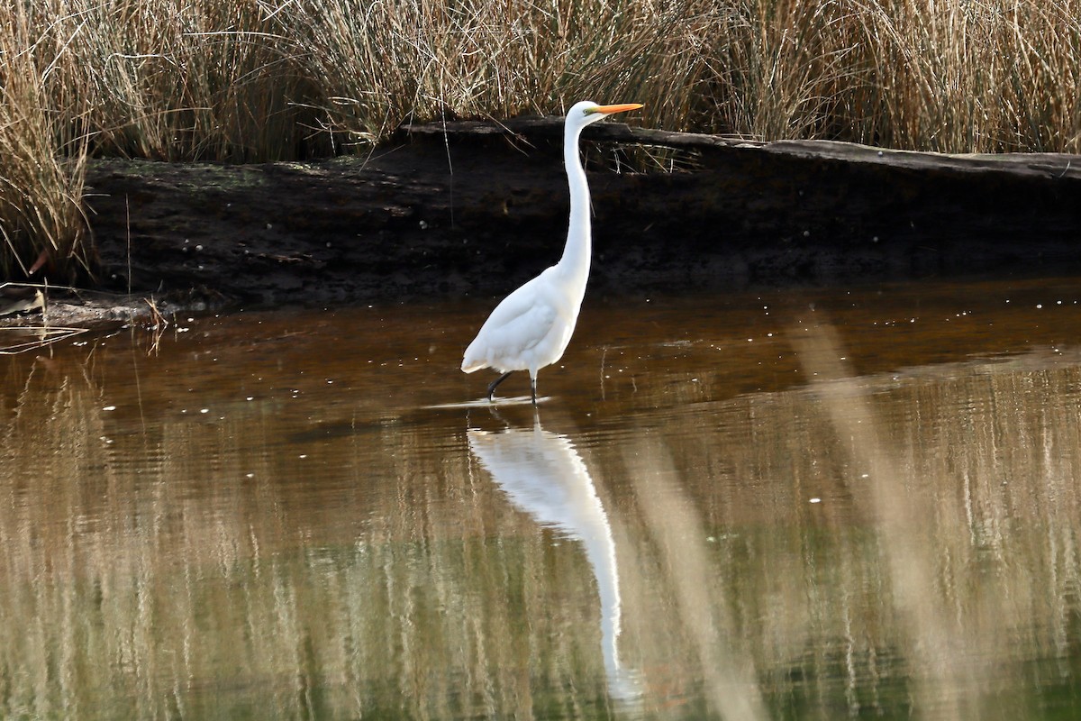 Great Egret - ML603615081